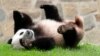 More Pandas Will Be Coming to US, China's President Signals