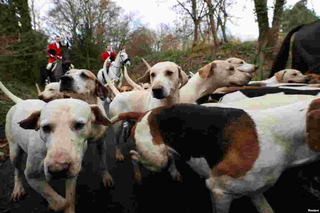 Anggota Old Surrey, Burstow dan West Kent Hunt serta anjing mereka ikut mengambil bagian dalam perburuan jejak tahunan &quot;Boxing Day&quot;, menuju Kastil Chiddingstone, Inggris.