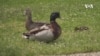 Urban Wildlife | Washington DC