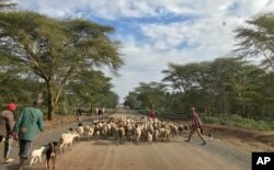 FILE - Herdsmen herd their sheep and goats along a road in Laikipia, Kenya, July 27, 2017.