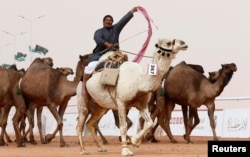 Seorang laki-laki bersorak sambil mengendarai unta dalam Festival Unta Raja Abdulaziz di Wilayah Rimah, timur laut Riyadh, Arab Saudi, 19 Januari 2018.