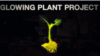 Scientists are trying to develop bioluminescent plants that someday could replace lightbulbs and streetlights.