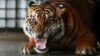 Indonesian Tiger Trade Goes Digital