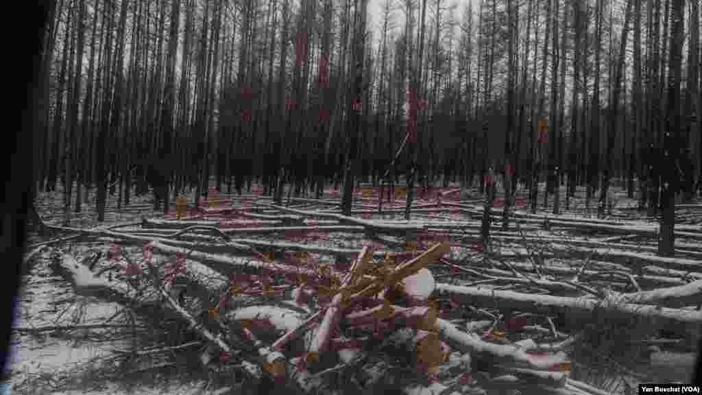 Even the fallen trees inside the area close to the power plant are now considered nuclear waste and can’t be collected or used. In Chernobyl, Ukraine, Jan. 31, 2023 (VOANEWS/Yan Boechat)