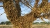 Locusts swarm on a tree south of Lodwar town in Turkana county, northern Kenya, June 23, 2020.