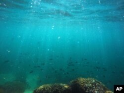 FILE - Fish swim over a patch of bleached coral in Hawaii's Kaneohe Bay off the island of Oahu. Hawaii, Oct. 26, 2015.