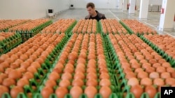 Seorang lelaki mengangkut telur di sebuah pabrik pengolahan di Gaesti, Rumania selatan, Jumat, 11 Agustus 2017. (Foto: AP)