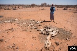 Mohamed Aden Guleid looks at one of his camels which succumbed to drought in Somaliland region of Somalia, Feb. 9, 2017. (VOA/Jason Patinkin)