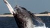 A humpback whale jumps at a whale watching point, off Okinawa, southwestern Japan, in this file photo.
