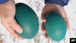 Kulit telur burung emu adalah salah satu jenis yang digunakan oleh pengukir Tina Kannapel (foto: Dok.).