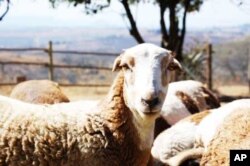 Haigh says consumers are increasingly willing to try new foods that haven’t been mass produced, and so there’s a growing market for meat from his Zulu sheep