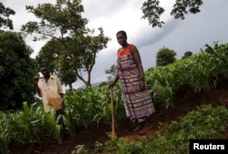 Malawian subsistence farmers Simon Sikazwe (L) and Cecelia Kazibuta (R) stand beside communal maize fields in Dowa near the capital Lilongwe, Feb. 3, 2016.