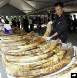 A Thai customs official displays seized elephant tusks smuggled into Thailand from Africa.