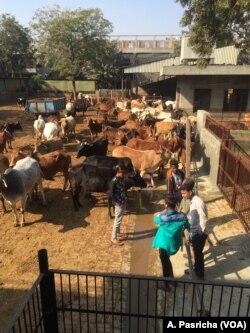 This cow shelter in Ghaziabad in Uttar Pradesh run by a charity looks after aged cows, but such shelters are too few in number to take care of stray cows that many farmers abandon when they turn unproductive.