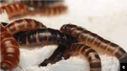 Le scarabée de la litière, également appelé petit ver de farine, un insecte originaire d'Afrique qui pourrait jouer un rôle clé dans la lutte contre la pollution plastique (Image credit: ICIPE)