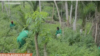 Projets agricoles au Cameroun: 2 000 jeunes formés
