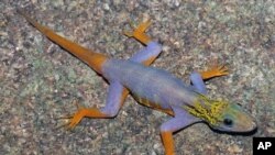 A psychedelic gecko [Cnemaspis psychedelica] is seen on this undated handout released World Wildlife Fund, December 12, 2011. 