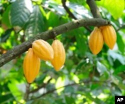 Each year farmers lose about a third of their harvest to pests and fungal diseases. The genome data is expected to help relieve the problem.