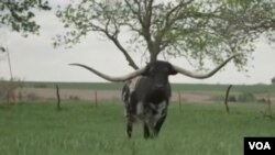 Steer