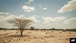 La région de Turkana, au Kenya, offre un exemple des effets de la sécheresse dans la Corne de l'Afrique