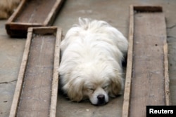 FILE - A stray dog rests next to makeshift food sinks at Li Zongwen's house on the outskirts of Wuhan, Hubei province, China, March 26, 2011.