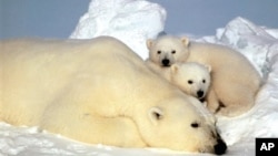 Foto tanpa tanggal dari Dinas Perikanan dan Satwa Liar AS menunjukkan seekor induk beruang kutub dan anak-anaknya beristirahat di es di Beaufort Sea, Alaska utara.