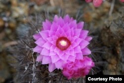 Eriosyce chilensis grows on coastal rocks between Chile and Argentina and is severely threatened by housing construction. (Pablo C Guerrero).