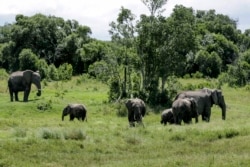Sekumpulan gajah terlihat bergerombol di konservasi Ol Pejeta, Kenya, Sabtu, 2 Mei 2020. (Foto: dok).