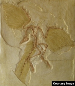 The lightweight Archaeopteryx is considered the first bird. Its shrinking size might have been key to the evolutionary success of birds. (Credit: Roger Benson)