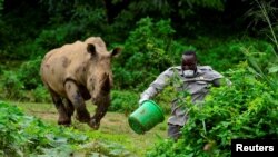 FILE - Steven Busulwa, an animal keeper, runs away from a charging rhino at the Uganda Wildlife Conservation Education Center in Wakiso district, in Entebbe.
