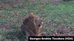 Un des lions dans le zoo d'Abidjan, en Côte d'Ivoire, le 20 janvier 2018. (VOA/Georges Ibrahim Tounkara)