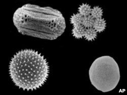 It's hard to believe something as small as a grain of pollen could cause so much misery. But in vast numbers, the effect can be overwhelming.