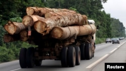 Camion transportant des grumes en région forestière