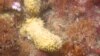 Extract from Antarctic Sponge Could Open New Front against MRSA 