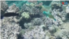 Pacific Critical Minerals Thumbnail