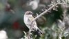 Little Bird's Arduous Migration Reaches 'Brink of Impossibility'