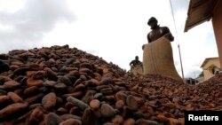 FILE - Men pour out cocoa beans to dry in Niable, at the border between Ivory Coast and Ghana.