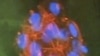 Stem Cell