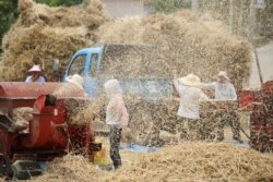 Panen gandum di sebuah pertanian di Zaozhuang, provinsi Shandong, China, 5 Juni 2019.