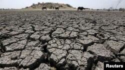 FILE - Buffalos graze in dried-up Chandola Lake in Ahmedabad, India, March 30, 2016. A years-long drought in India is starting to take a toll on 330 million of the country’s residents as people suffer from water shortages.