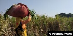 Across thousands of villages like Didoli in Uttar Pradesh, people are seeking assurances from the government that their fields will be protected from cows that maraud their fields.