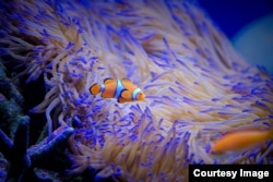 Life on shore reef coral in a of a state-of-the-art research marine aquarium complex (SeaSim) at the Australian Institute of Marine Science,Townsville, March 19, 2015, (Courtesy Image, DFAT / Patrick Hamilton).