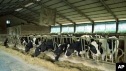 A new United Nations report singles out food production as a major factor driving environmental degradation.