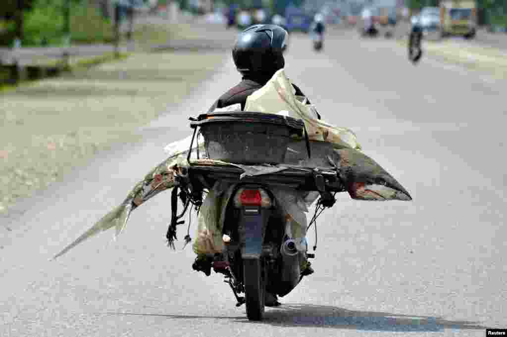 A fishmonger carries a shark on his motorcycle in Padang, West Sumatra, Indonesia, in this photo taken by Antara Foto.