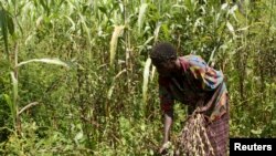 For centuries, farmers like Berhanu Gudina have been tending tiny plots of maize, wheat or barley amid the vastness of the lush green plains. Akia village outside Lira town in the northern region of Uganda, November 11, 2009. (Hudson Apunyo/REUTERS)