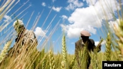 Deux agriculteurs éthiopiens collectent du blé dans leur champ à Abay, au nord de la capitale éthiopienne d'Addis-Abeba, le 21 octobre 2009. (REUTERS/Barry Malone)