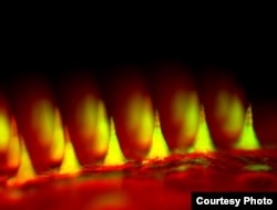 Foto fluorescent plester jarum mikro berisi insulin diambil dari dekat. (Foto: Zhen Gu, Ph.D.)