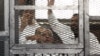 Muslim Brotherhood Leader, 13 Others Sentenced to Death