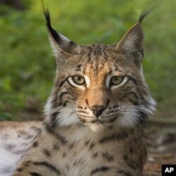 Re-wilding populated places is not a new idea. Animals such as lynx and beaver have been re-introduced in Britain. Of course, a small lynx is one thing. A hungry lion is quite another.