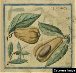 Illustration of an avocado from a 17th Century account of an expedition to the Caribbean. Courtesy of the John Carter Brown Library at Brown University.